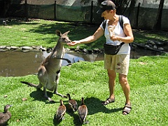 250 Wildlife Habitat Port Douglas